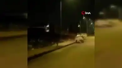 Aç Tilki Elazığ'da Şehir Merkezine İndi!