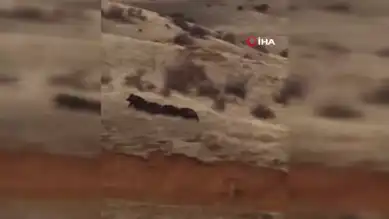 Yaban Domuzları Köpeğin Peşinde!