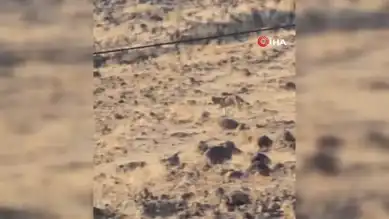 Doğu Anadolu'da Aç Kurt Yerleşim Yerine İndi