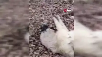 Elazığ'da Avcılar Kangal Köpeğine Saldırı Düzenledi