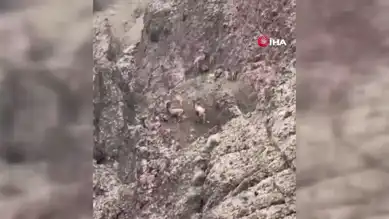 Elazığ'da Dağ Keçisi Sürüsü Görüntülendi