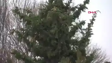 Elazığ'da Kar Yağışı Başladı!