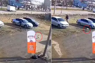 Horoz, Sayaç Görevlisini Kovaladı!
