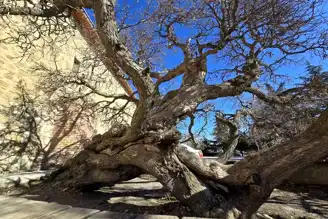Harput'taki Efsanevi Dut Ağacı