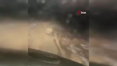 Nadir Oklu Kirpi Doğu Anadolu'da Görüntülendi