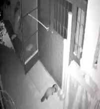 Keban'da Sahipsiz Kediler İçin Bırakılan Mama, Diğer Hayvanlara da Yetiyor