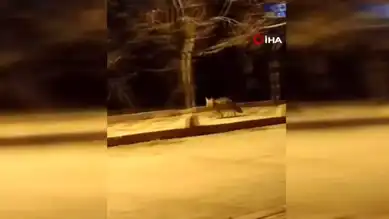 Aç Tilki Elazığ'da Şehir Merkezine İndi!