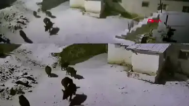 Elazığ'da Kar Yağışı Sonrası Yaban Domuzları Köye İndi!