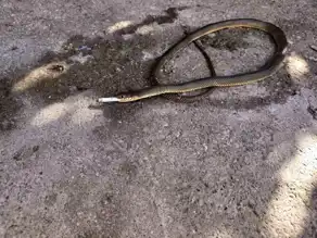 Yılanla Sıra Dışı Anlar!