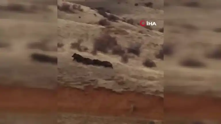 Yaban Domuzları Köpeğin Peşinde!