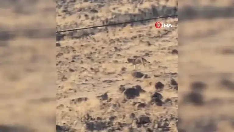 Doğu Anadolu'da Aç Kurt Yerleşim Yerine İndi