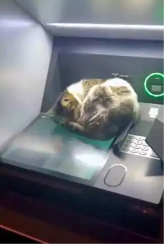 Elazığ'da ATM'de Uyuyan Kedi Gönüller Fethediyor