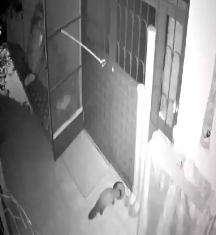 Keban'da Sahipsiz Kediler İçin Bırakılan Mama, Diğer Hayvanlara da Yetiyor