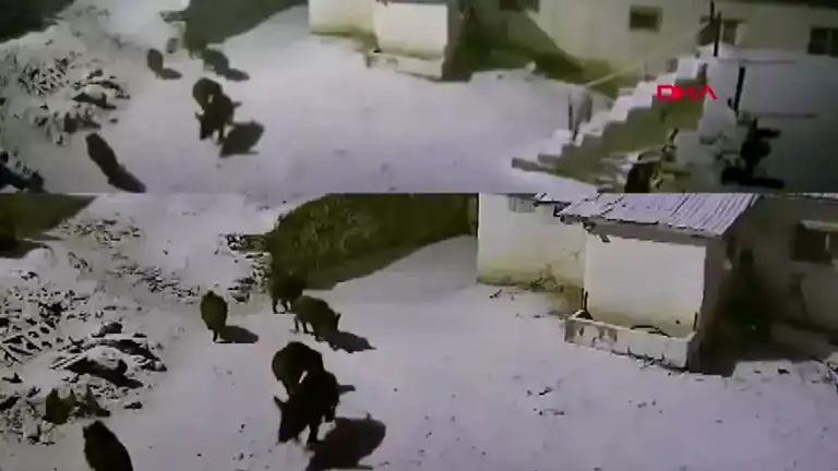 Elazığ'da Kar Yağışı Sonrası Yaban Domuzları Köye İndi!