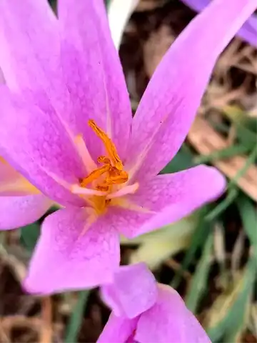 Elazığ'da Yeni Güz Çiğdemi Türü Keşfedildi!