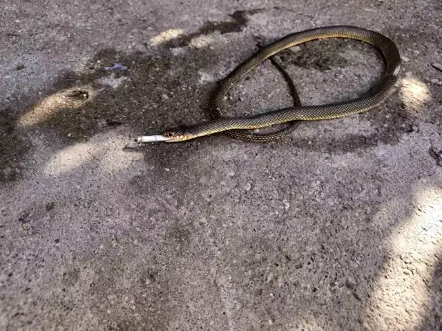 Yılanla Sıra Dışı Anlar!